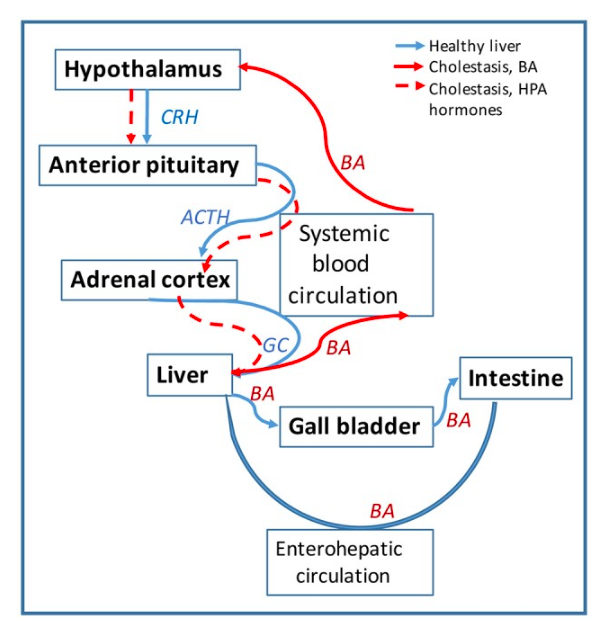 Bile Acids and Cholestasis