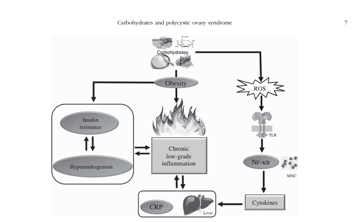 carbohydates and PCOS, carbs and PCOS, carbohydrates, inflammation